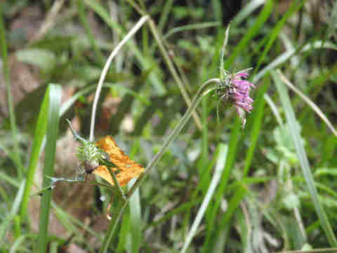 f:id:chuumeikun:20171015185546j:plain f:id:chuumeikun:20171015185546j:plain