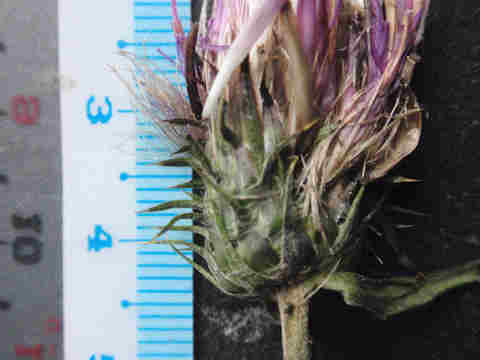 f:id:chuumeikun:20171015185701j:plain f:id:chuumeikun:20171015185701j:plain