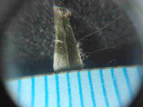 f:id:chuumeikun:20171015185716j:plain f:id:chuumeikun:20171015185716j:plain