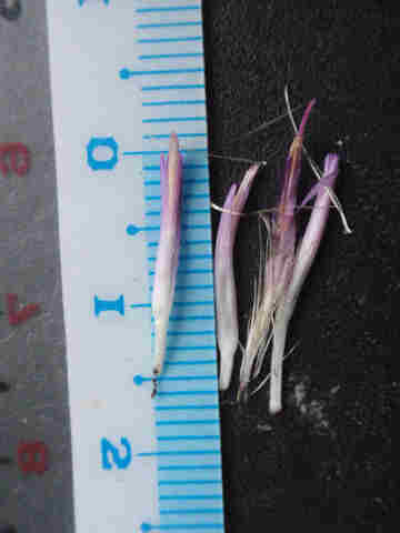 f:id:chuumeikun:20171015185751j:plain f:id:chuumeikun:20171015185751j:plain