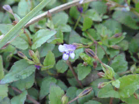 f:id:chuumeikun:20171020023738j:plain