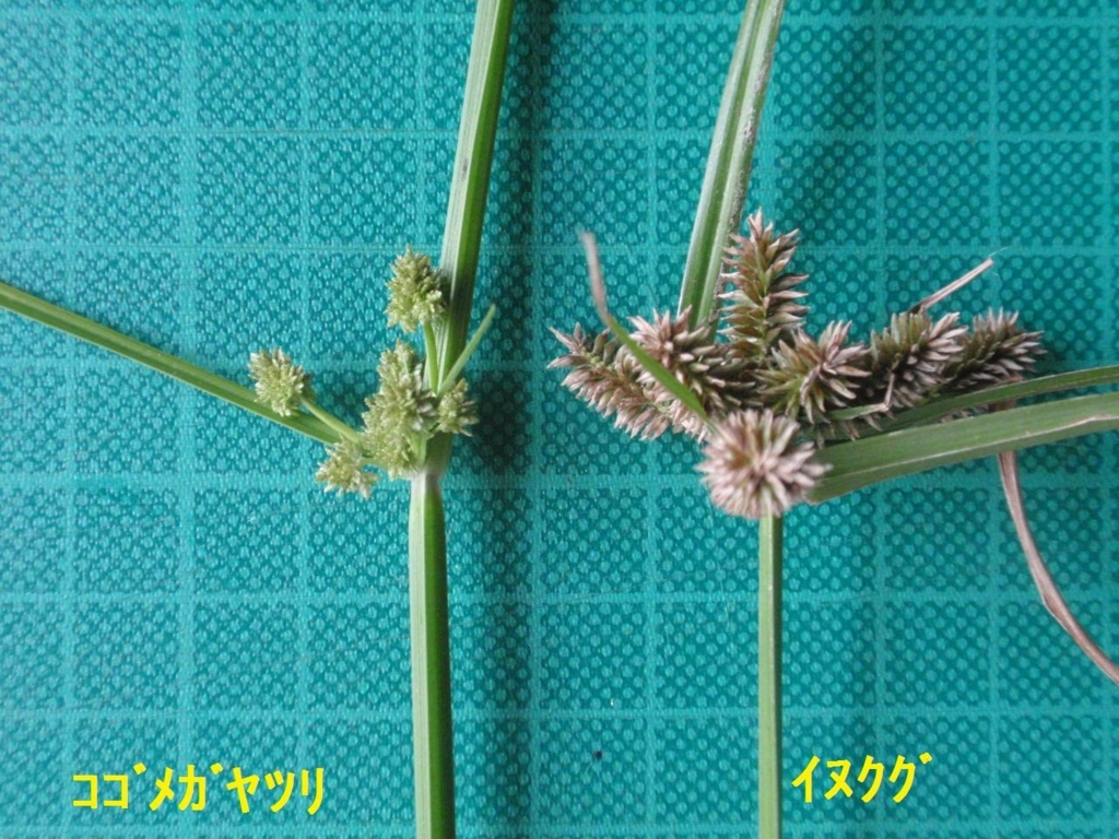 f:id:chuumeikun:20171020024016j:plain