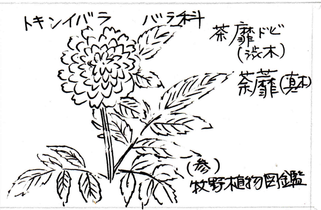 f:id:chuumeikun:20171120001607j:plain f:id:chuumeikun:20171120001607j:plain