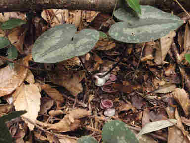 f:id:chuumeikun:20171120001705j:plain f:id:chuumeikun:20171120001705j:plain