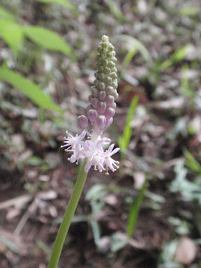 f:id:chuumeikun:20171120001818j:plain f:id:chuumeikun:20171120001818j:plain