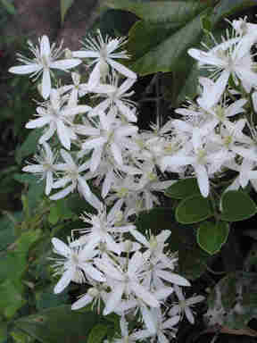 f:id:chuumeikun:20171120001856j:plain f:id:chuumeikun:20171120001856j:plain