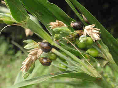 f:id:chuumeikun:20171120002006j:plain f:id:chuumeikun:20171120002006j:plain