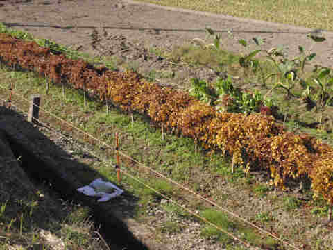 f:id:chuumeikun:20171120002235j:plain f:id:chuumeikun:20171120002235j:plain