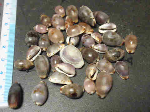 f:id:chuumeikun:20171120002833j:plain f:id:chuumeikun:20171120002833j:plain