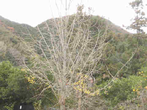 f:id:chuumeikun:20171202025955j:plain