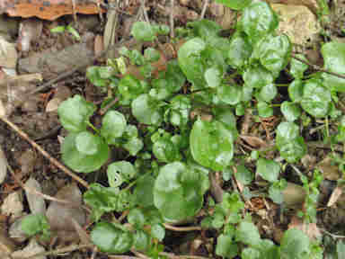 f:id:chuumeikun:20171203004928j:plain