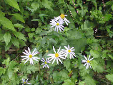 f:id:chuumeikun:20171203005101j:plain