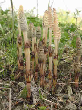 f:id:chuumeikun:20171203005145j:plain