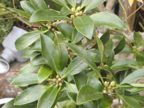 f:id:chuumeikun:20171203005944j:plain