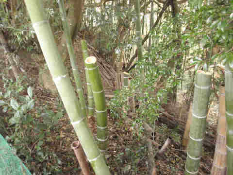 f:id:chuumeikun:20171204001705j:plain f:id:chuumeikun:20171204001705j:plain