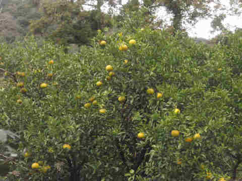 f:id:chuumeikun:20171205193211j:plain