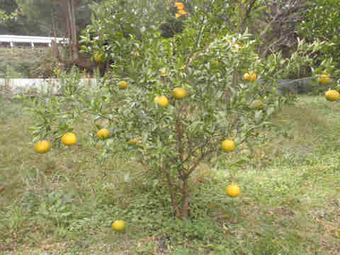 f:id:chuumeikun:20171205193225j:plain