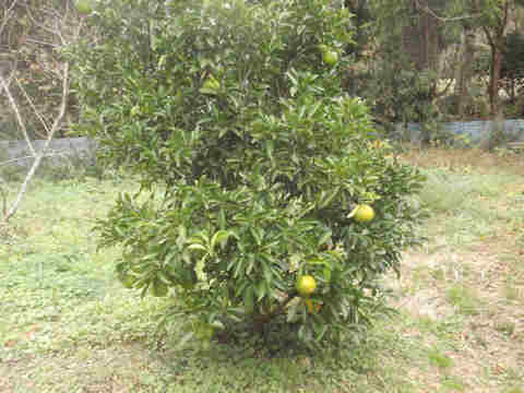 f:id:chuumeikun:20171205193245j:plain