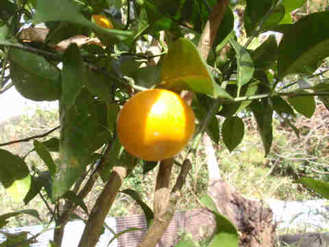 f:id:chuumeikun:20171205193305j:plain