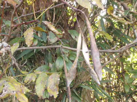 f:id:chuumeikun:20171205193324j:plain