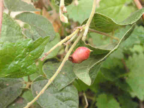 f:id:chuumeikun:20171205193409j:plain