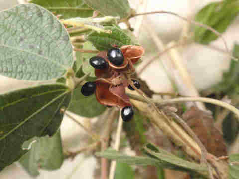 f:id:chuumeikun:20171205193432j:plain