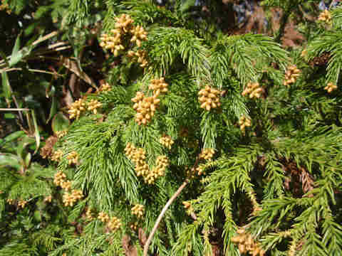 f:id:chuumeikun:20171205193452j:plain