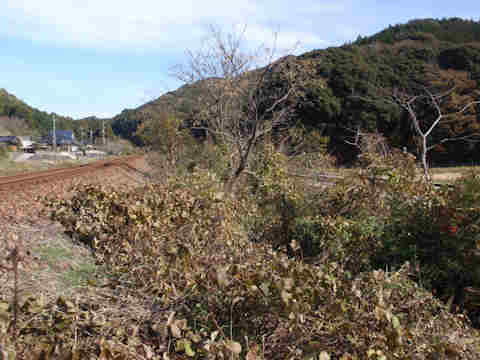 f:id:chuumeikun:20171215223229j:plain