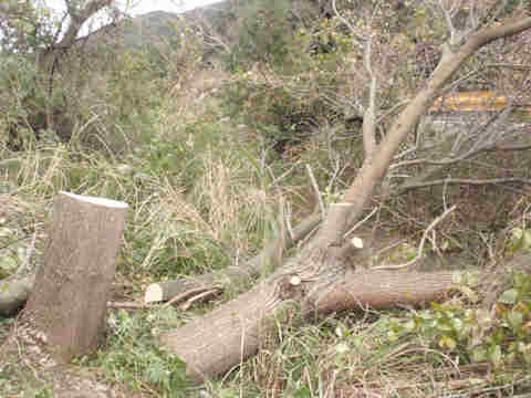 f:id:chuumeikun:20171215225830j:plain