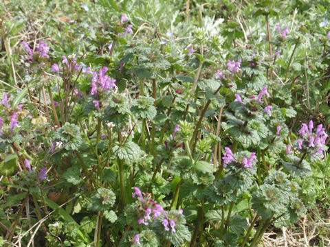 f:id:chuumeikun:20171220032514j:plain