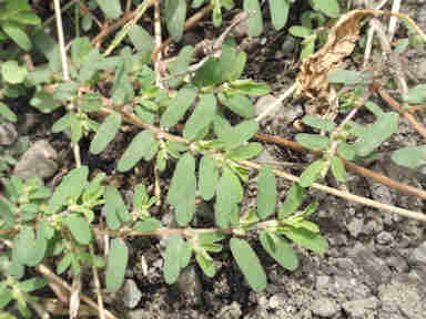 f:id:chuumeikun:20171220032809j:plain