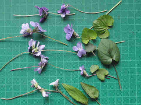 f:id:chuumeikun:20171220033158j:plain