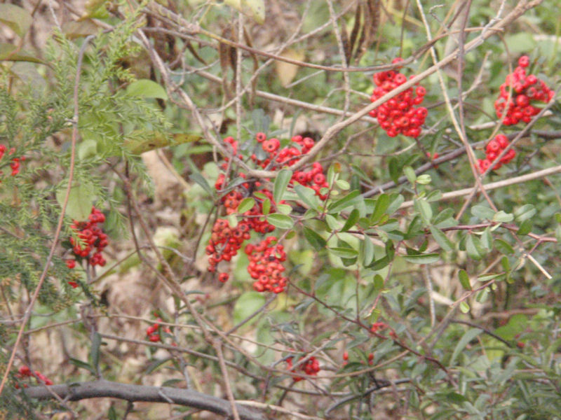 f:id:chuumeikun:20171221195140j:plain