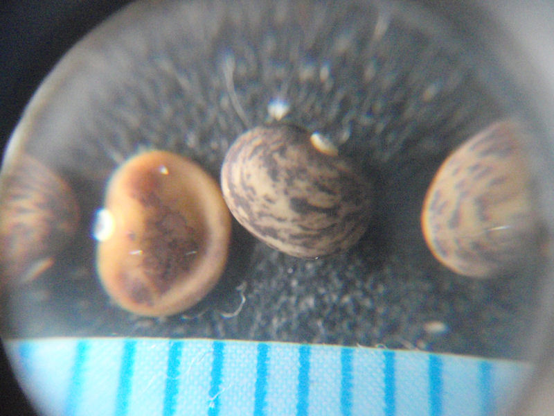 f:id:chuumeikun:20171221195415j:plain