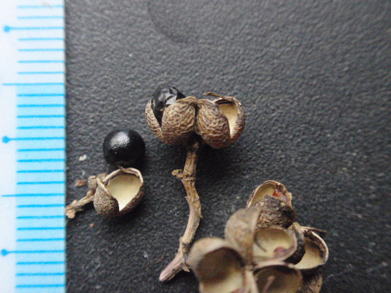 f:id:chuumeikun:20171221195641j:plain