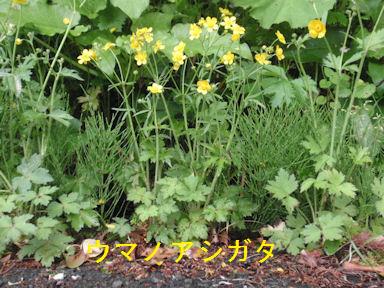 f:id:chuumeikun:20180105070214j:plain