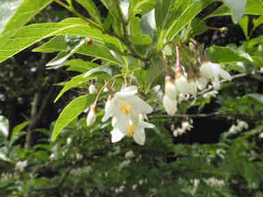 f:id:chuumeikun:20180201002322j:plain