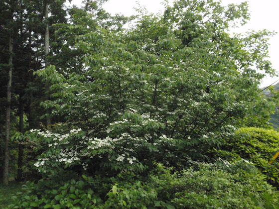 f:id:chuumeikun:20180201002344j:plain