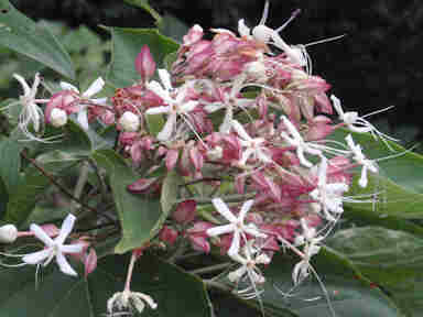 f:id:chuumeikun:20180201002404j:plain