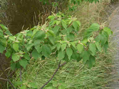 f:id:chuumeikun:20180201002434j:plain