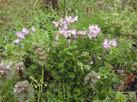 f:id:chuumeikun:20180204140558j:plain f:id:chuumeikun:20180204140558j:plain