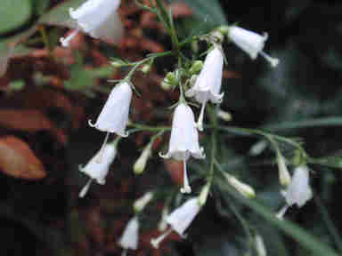 f:id:chuumeikun:20180204140644j:plain f:id:chuumeikun:20180204140644j:plain