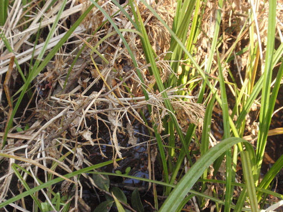 f:id:chuumeikun:20180204140737j:plain f:id:chuumeikun:20180204140737j:plain