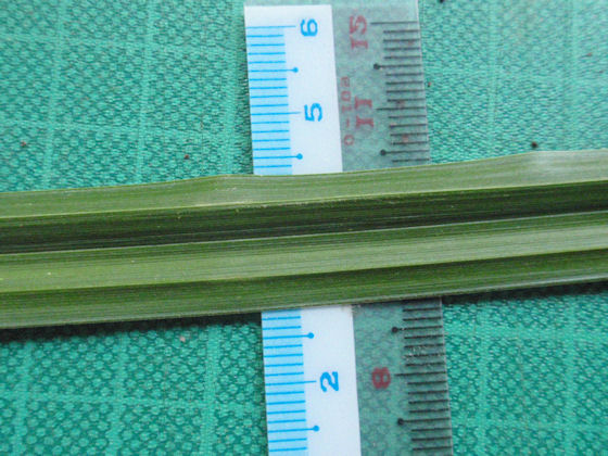 f:id:chuumeikun:20180204140753j:plain f:id:chuumeikun:20180204140753j:plain