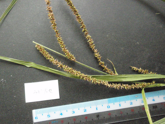 f:id:chuumeikun:20180204140813j:plain f:id:chuumeikun:20180204140813j:plain