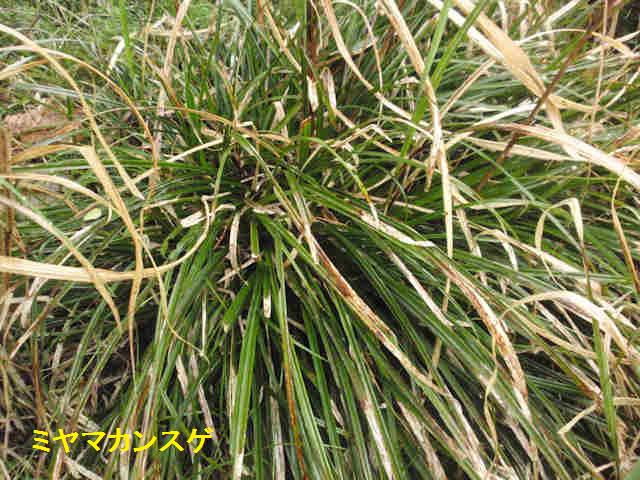 f:id:chuumeikun:20180205020020j:plain f:id:chuumeikun:20180205020020j:plain