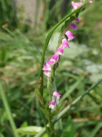 f:id:chuumeikun:20180208185536j:plain