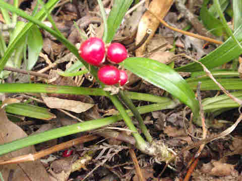 f:id:chuumeikun:20180210004235j:plain f:id:chuumeikun:20180210004235j:plain