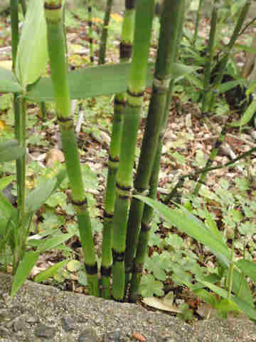 f:id:chuumeikun:20180210004249j:plain f:id:chuumeikun:20180210004249j:plain