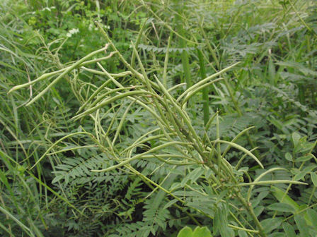 f:id:chuumeikun:20180210004324j:plain f:id:chuumeikun:20180210004324j:plain